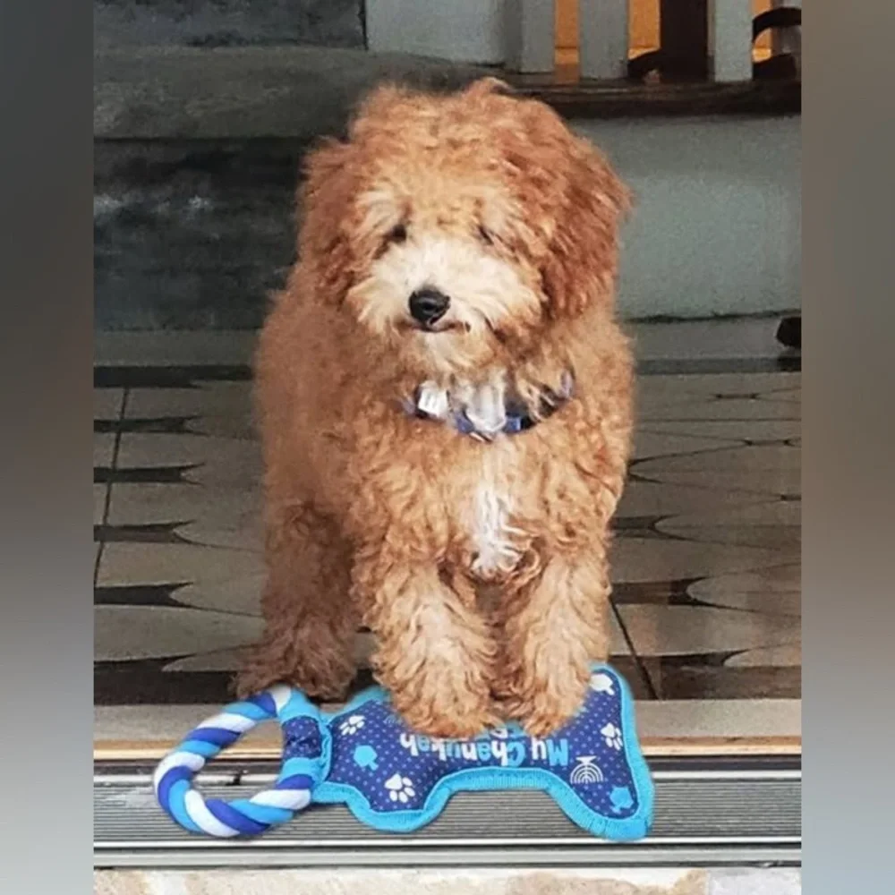 Blue Dog Hanukkah Chew Toy